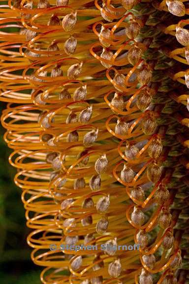 banksia ericifolia graphic